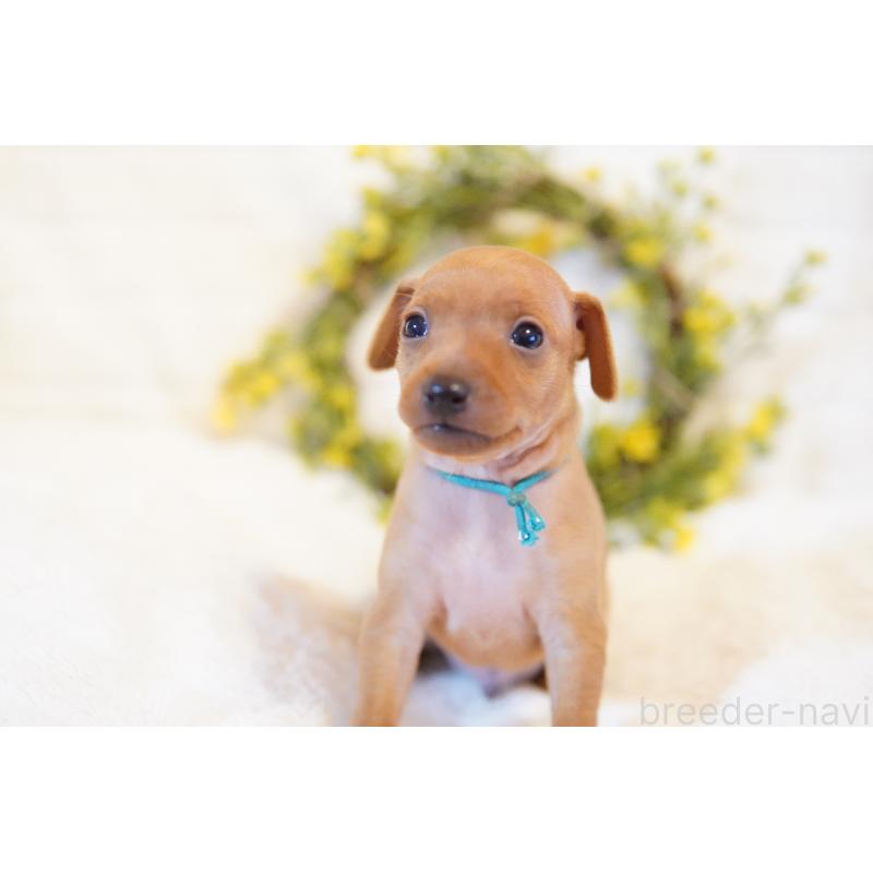 販売中の神奈川県のミニチュアピンシャー(ミニピン)-419613の2枚目