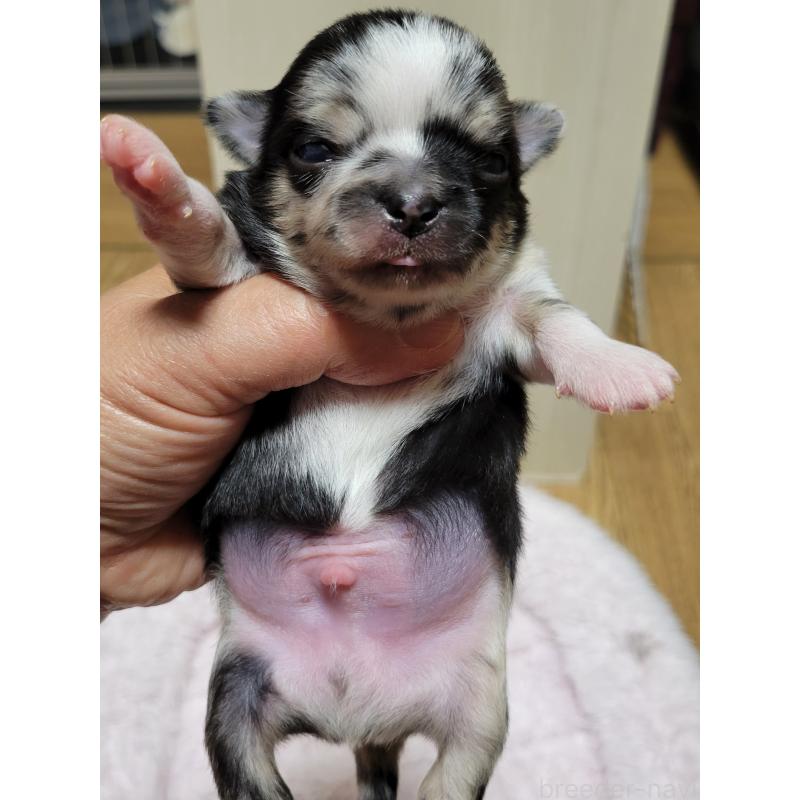 販売中の千葉県のチワワ(ロングコート)-424177の4枚目