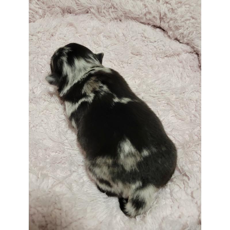 販売中の千葉県のチワワ(ロングコート)-424177の3枚目