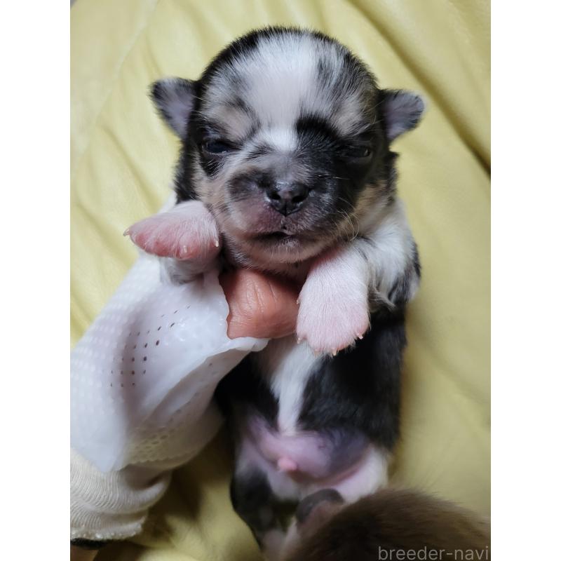 販売中の千葉県のチワワ(ロングコート)-424177の2枚目