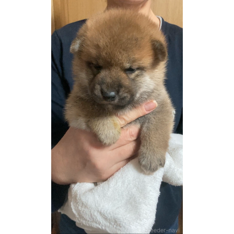 販売中の福岡県の柴犬-424178の6枚目