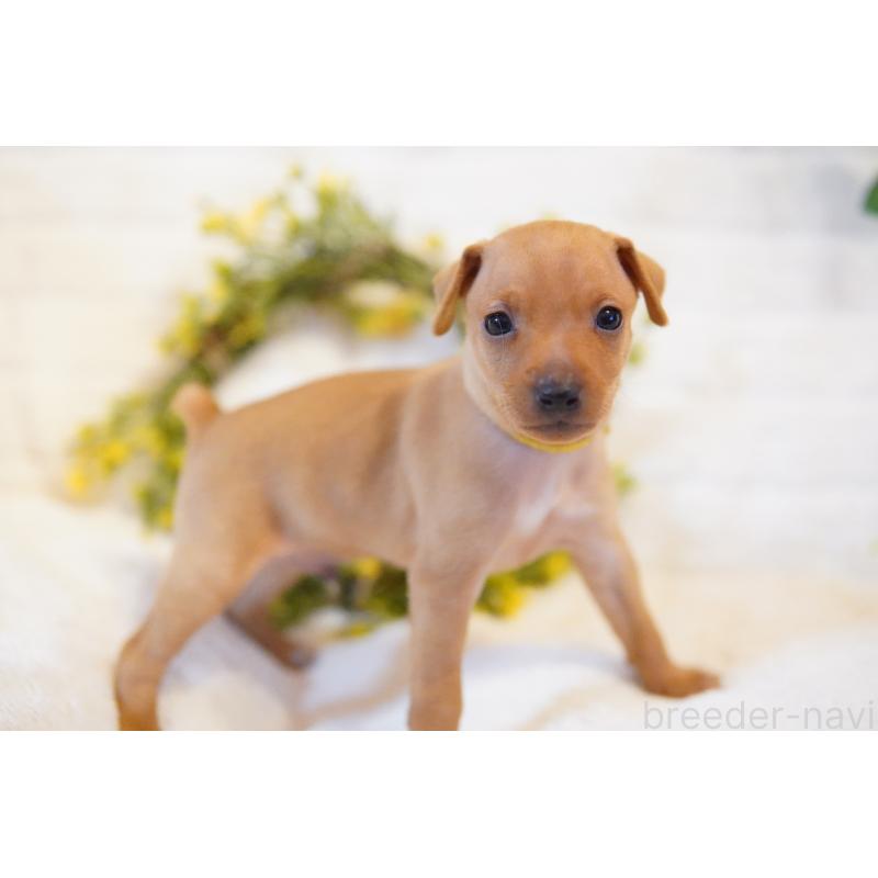 販売中の神奈川県のミニチュアピンシャー(ミニピン)-419614の3枚目