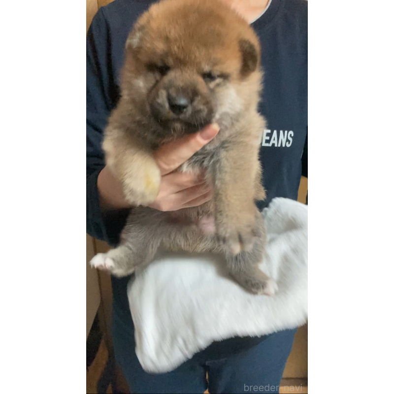 販売中の福岡県の柴犬-424178の1枚目