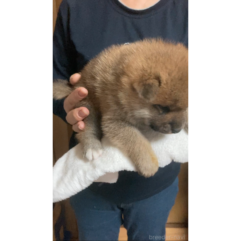 販売中の福岡県の柴犬-424178の5枚目