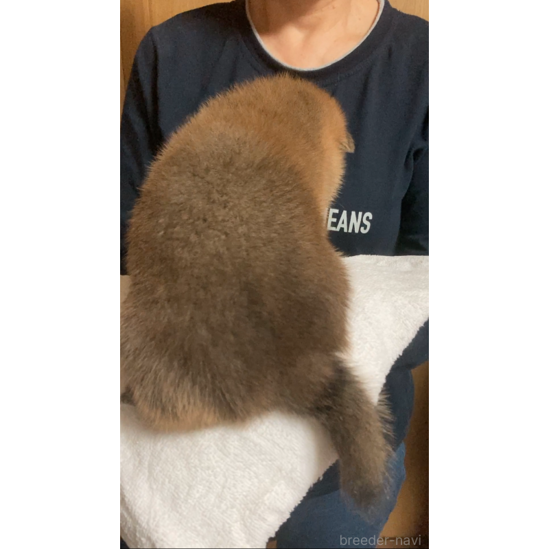 販売中の福岡県の柴犬-424178の4枚目