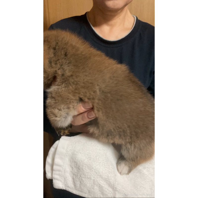 販売中の福岡県の柴犬-424178の3枚目