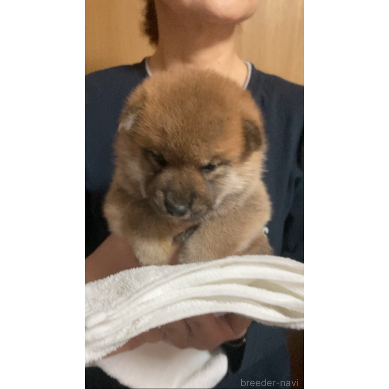 販売中の福岡県の柴犬-424178の2枚目