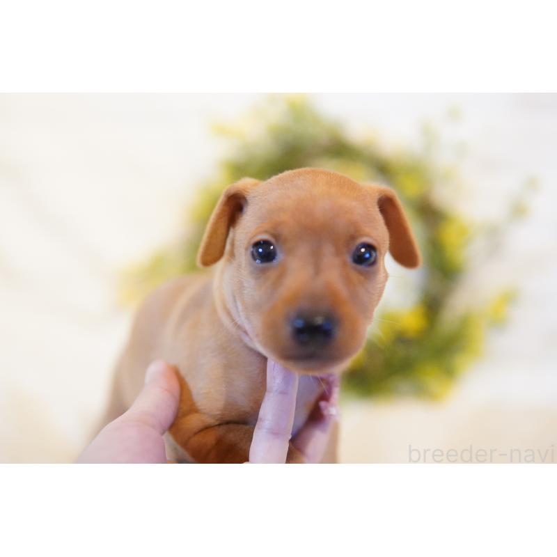 成約済の神奈川県のミニチュアピンシャー(ミニピン)-419616の4枚目