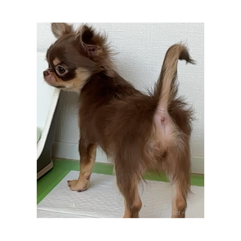 販売中の広島県のチワワ(ロングコート)-410389