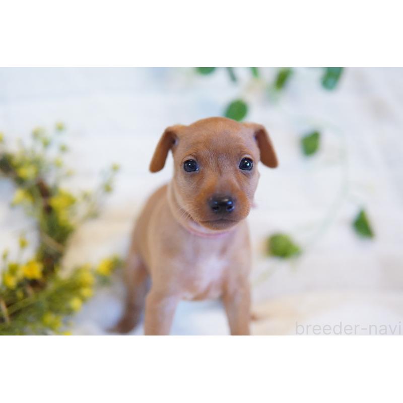 成約済の神奈川県のミニチュアピンシャー(ミニピン)-419616の2枚目