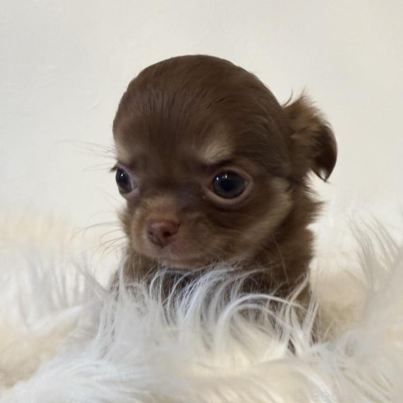 販売中の石川県のチワワ(ロングコート)-424179の8枚目