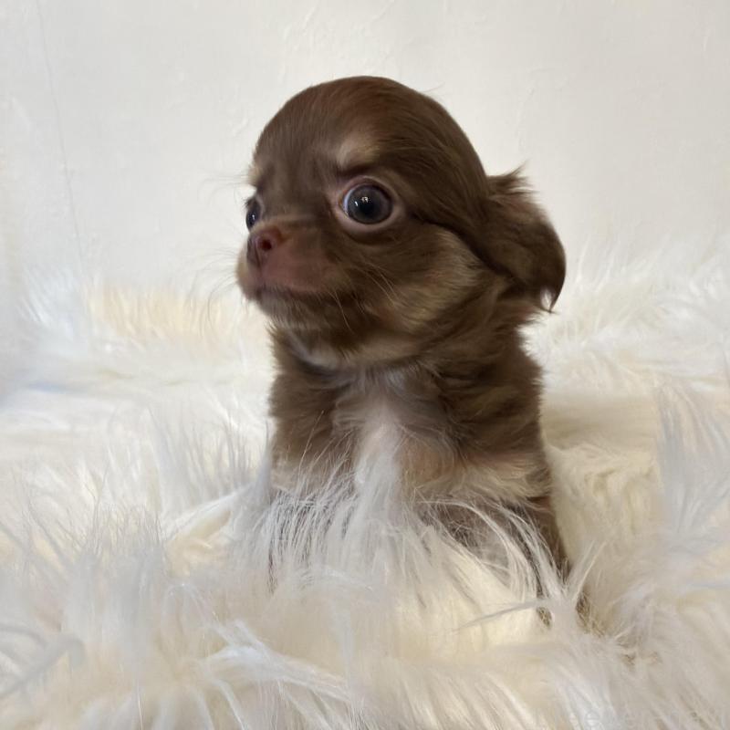 販売中の石川県のチワワ(ロングコート)-424179の7枚目