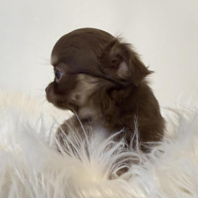 販売中の石川県のチワワ(ロングコート)-424179の6枚目