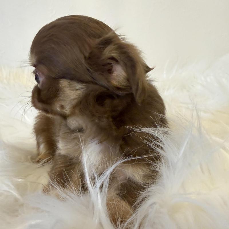 販売中の石川県のチワワ(ロングコート)-424179の5枚目