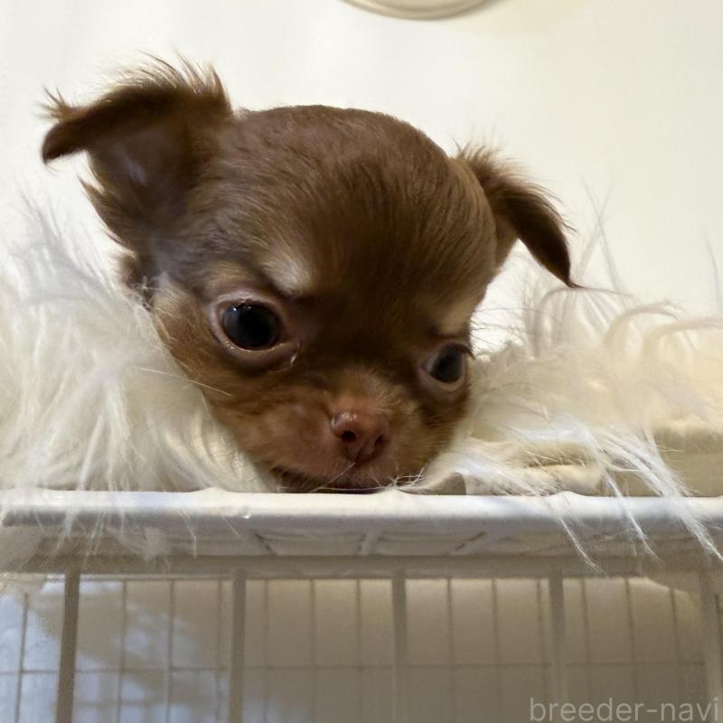 販売中の石川県のチワワ(ロングコート)-424179の4枚目