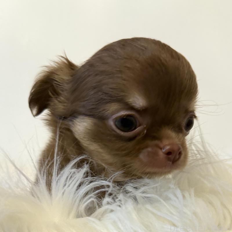 販売中の石川県のチワワ(ロングコート)-424179の2枚目