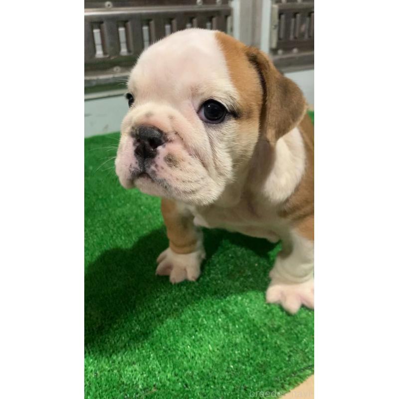 成約済の福岡県のブルドッグ-421562の6枚目