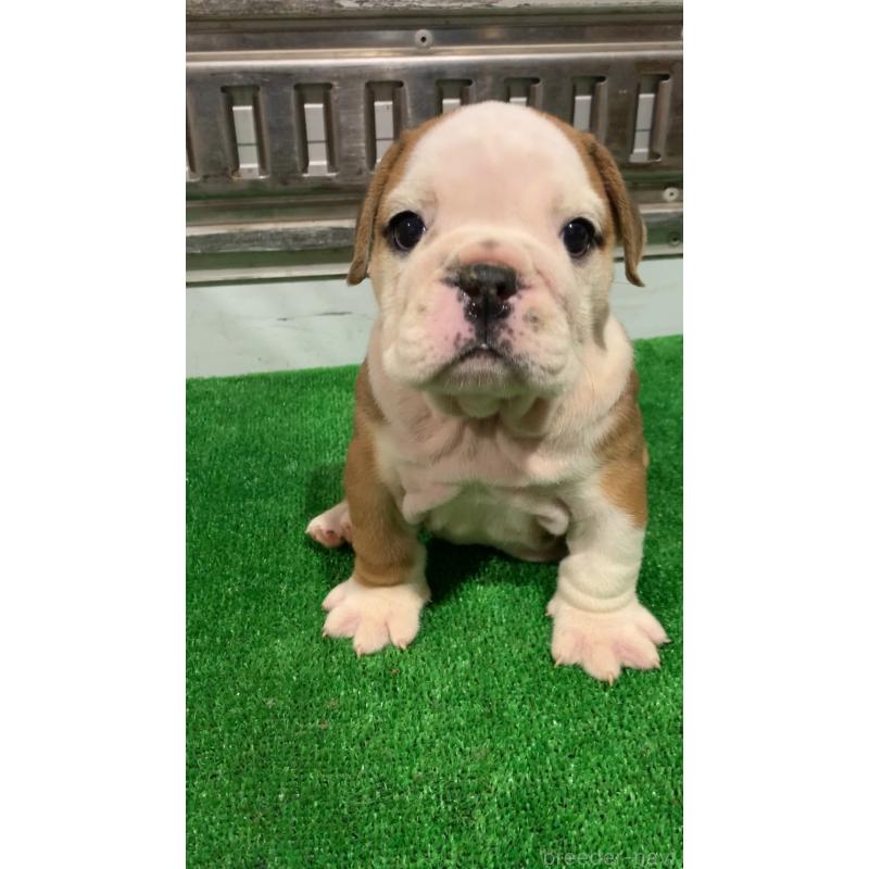 成約済の福岡県のブルドッグ-421562の5枚目