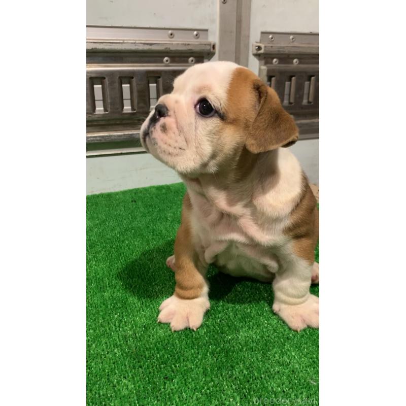 成約済の福岡県のブルドッグ-421562の4枚目