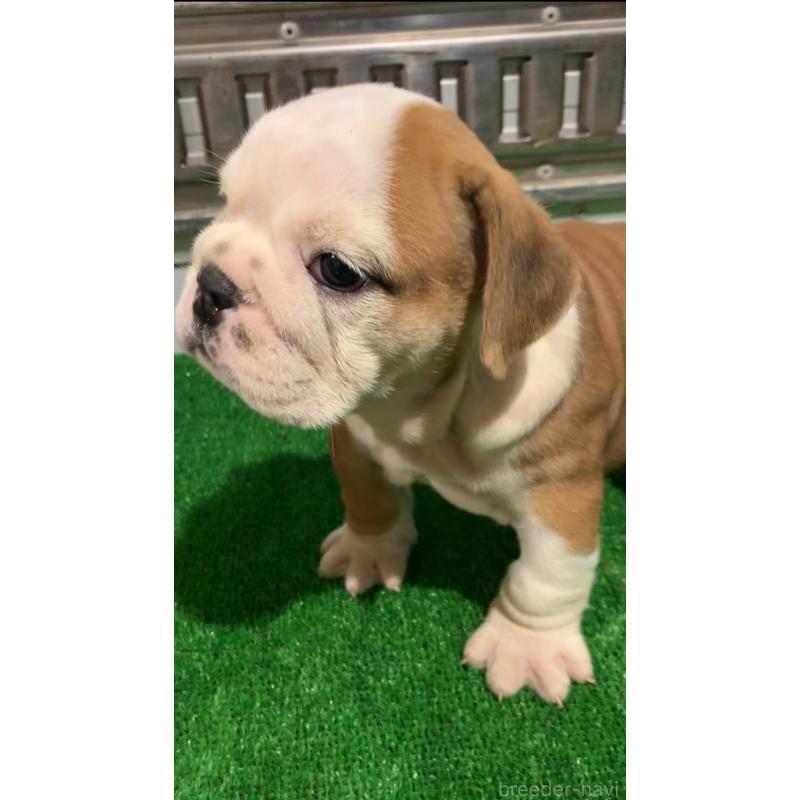 成約済の福岡県のブルドッグ-421562の3枚目