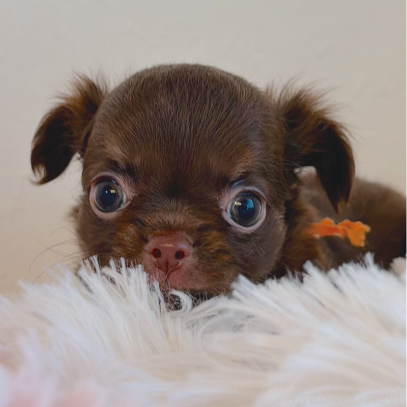 販売中の石川県のチワワ(ロングコート)-424180の1枚目