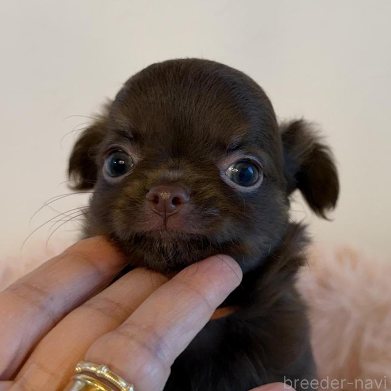 販売中の石川県のチワワ(ロングコート)-424180の8枚目