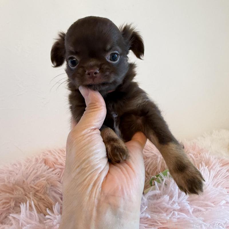 販売中の石川県のチワワ(ロングコート)-424180の7枚目