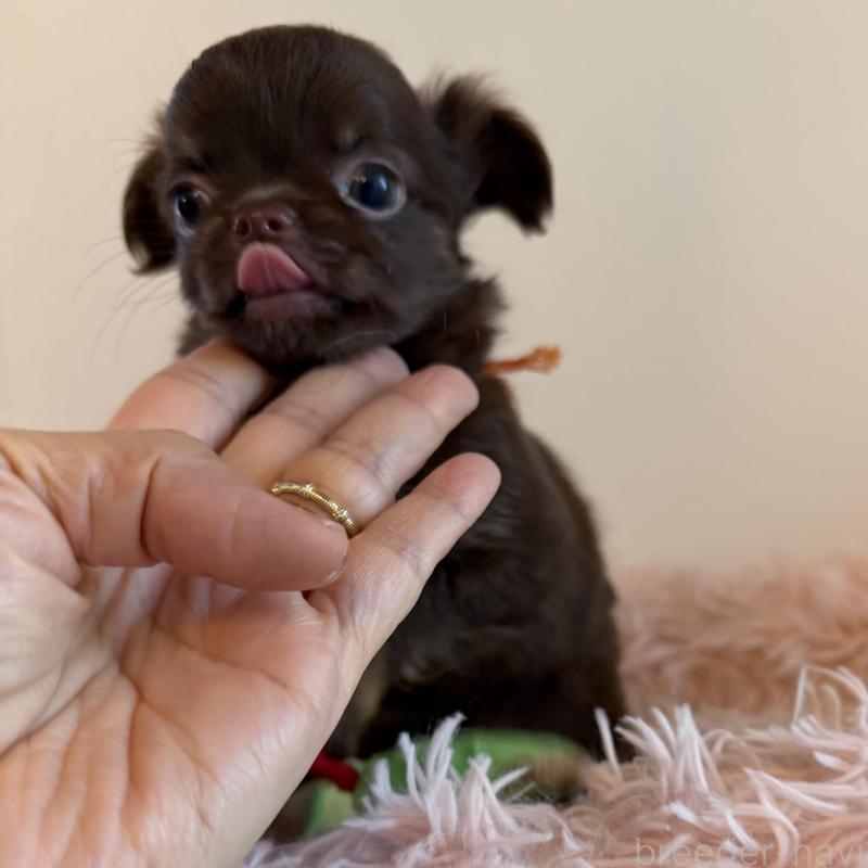 販売中の石川県のチワワ(ロングコート)-424180の6枚目