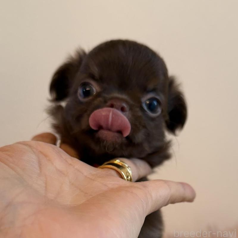 販売中の石川県のチワワ(ロングコート)-424180の5枚目