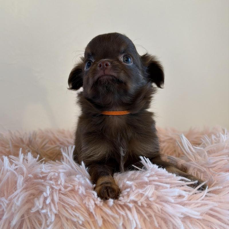 販売中の石川県のチワワ(ロングコート)-424180の4枚目