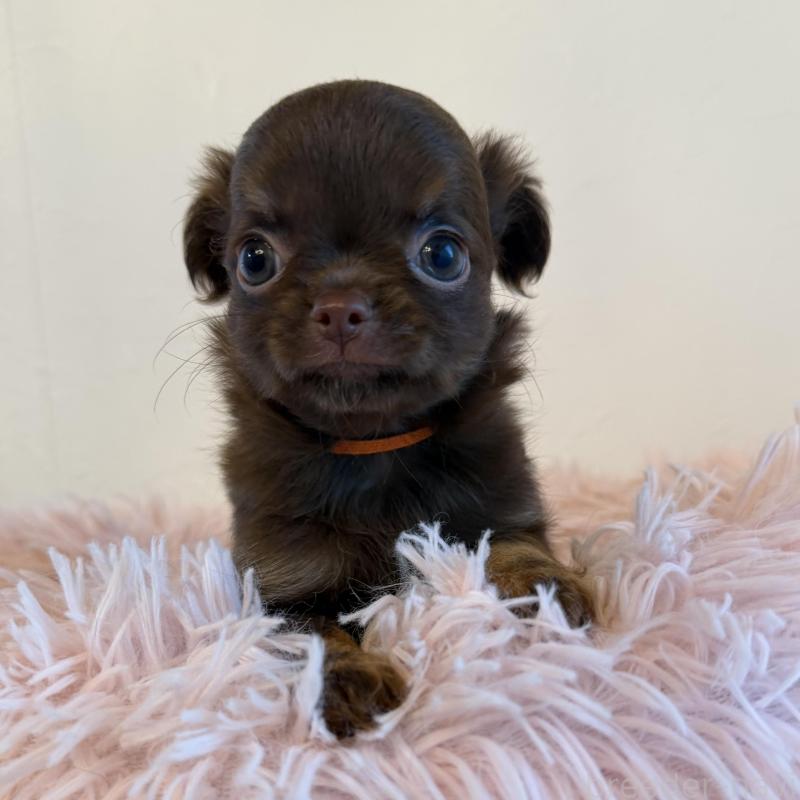 販売中の石川県のチワワ(ロングコート)-424180の3枚目