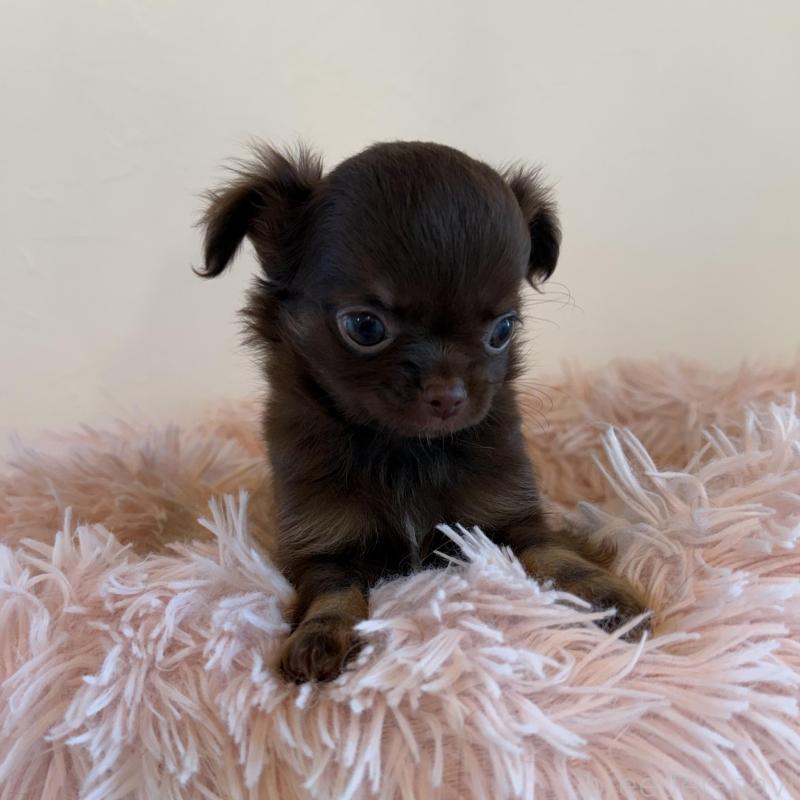 販売中の石川県のチワワ(ロングコート)-424180の2枚目