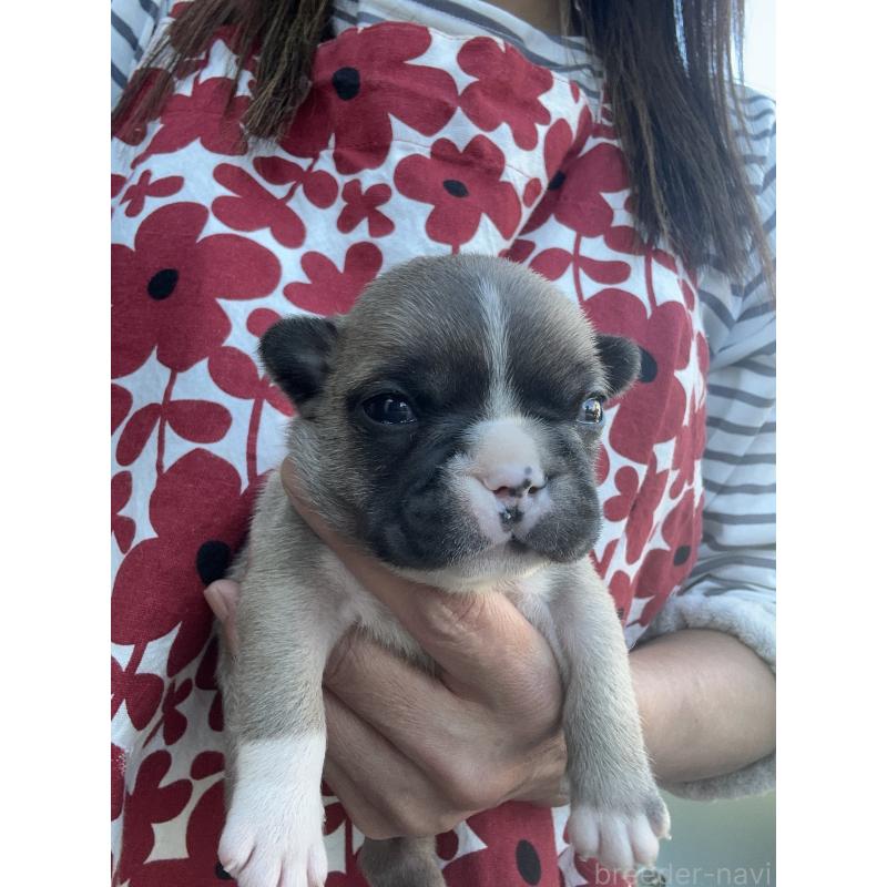 販売中の東京都のフレンチブルドッグ-424181の10枚目