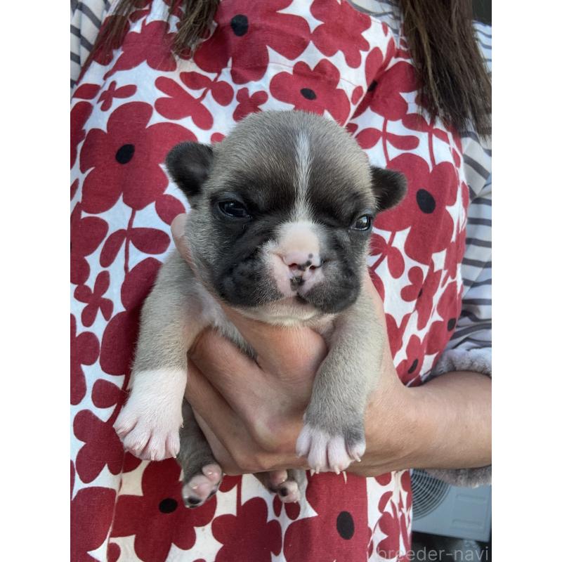 販売中の東京都のフレンチブルドッグ-424181の9枚目