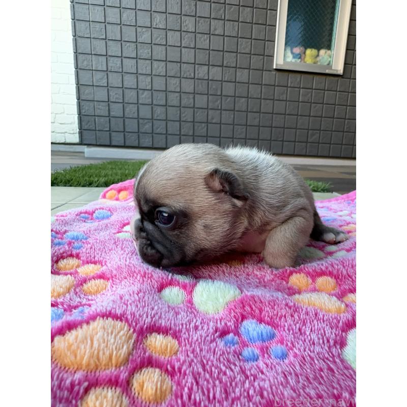 販売中の東京都のフレンチブルドッグ-424181の8枚目