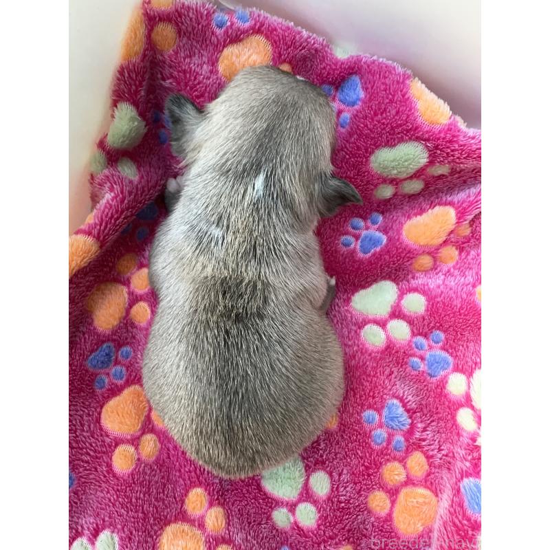 販売中の東京都のフレンチブルドッグ-424181の7枚目