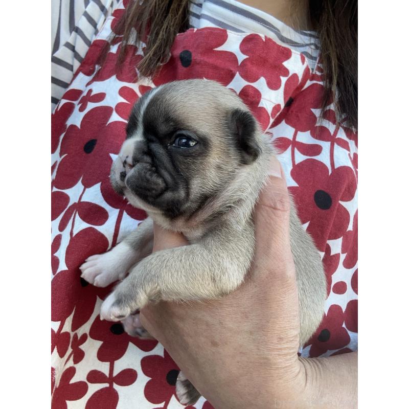 販売中の東京都のフレンチブルドッグ-424181の6枚目