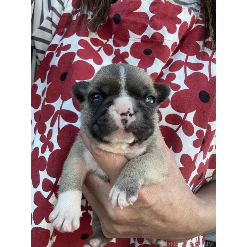 販売中の東京都のフレンチブルドッグ-424181の5枚目