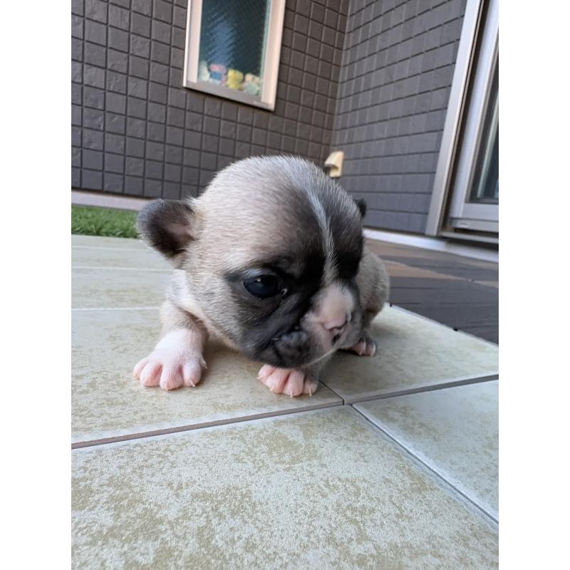 販売中の東京都のフレンチブルドッグ-424181の4枚目