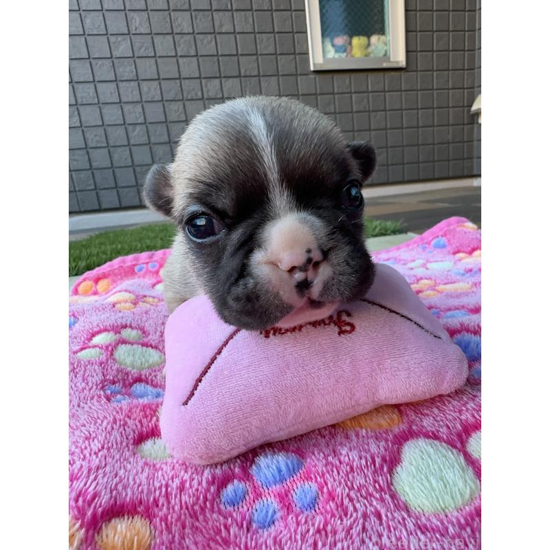 販売中の東京都のフレンチブルドッグ-424181の1枚目