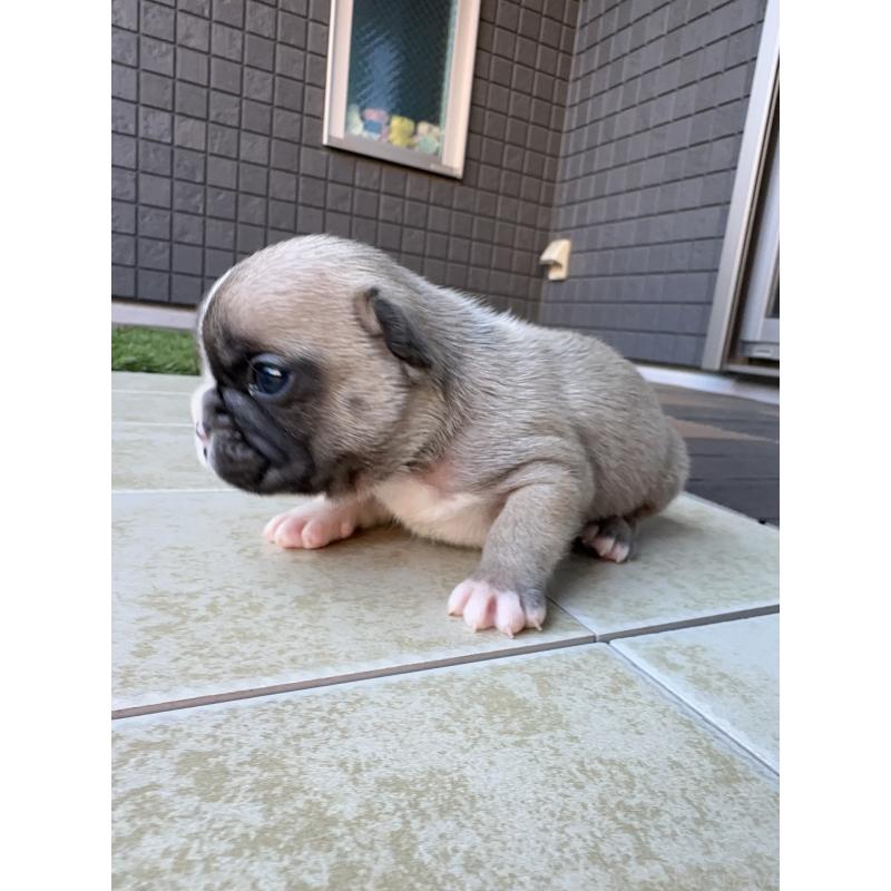 販売中の東京都のフレンチブルドッグ-424181の3枚目