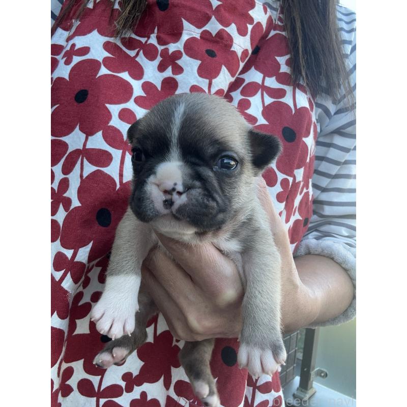 販売中の東京都のフレンチブルドッグ-424181の2枚目