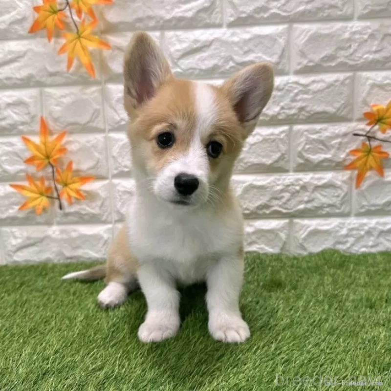 販売中の愛知県のウェルシュコーギーペンブローク-414576