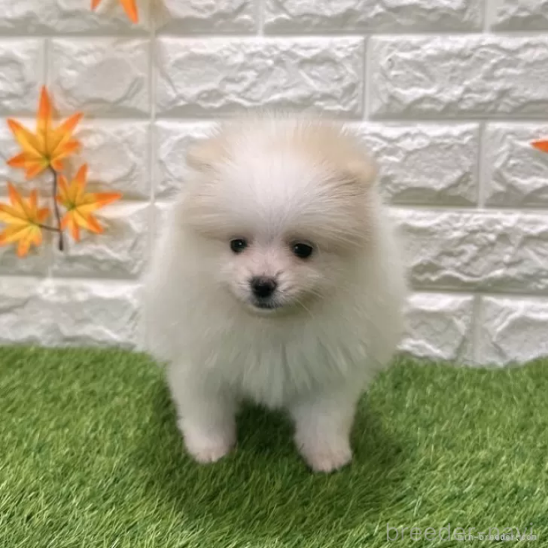 成約済ののポメラニアン-421793