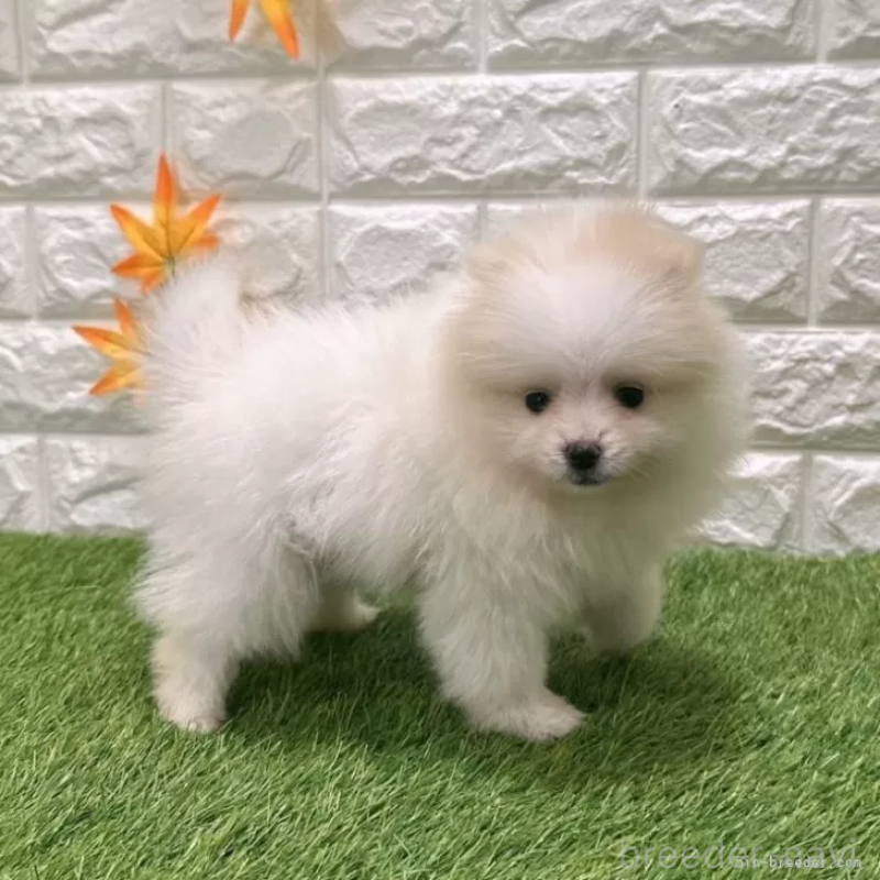 成約済の愛知県のポメラニアン-421793の5枚目