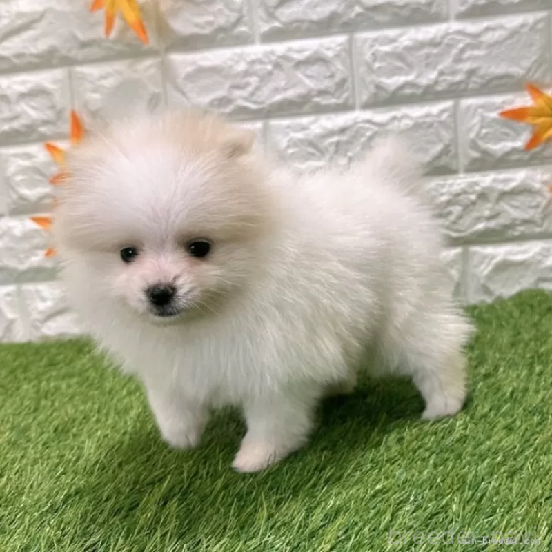 成約済の愛知県のポメラニアン-421793の4枚目