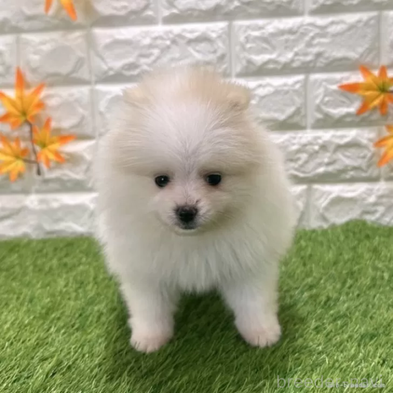 成約済の愛知県のポメラニアン-421793の3枚目