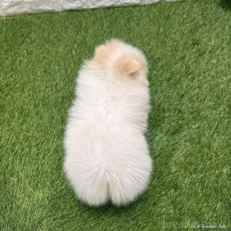 成約済の愛知県のポメラニアン-421793の2枚目