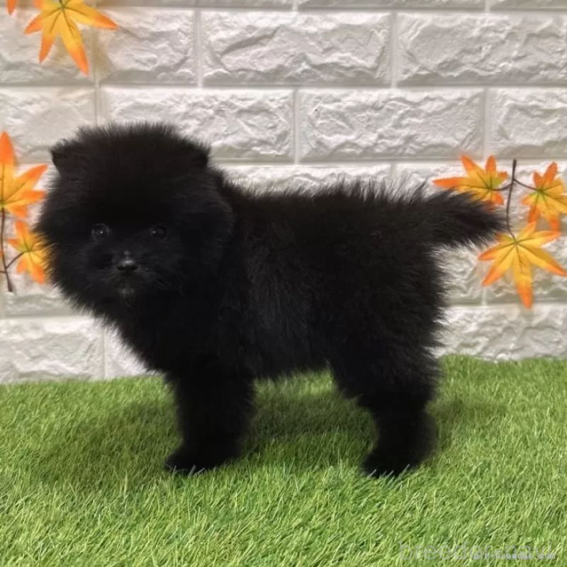 販売中の愛知県のポメラニアン-421798の5枚目