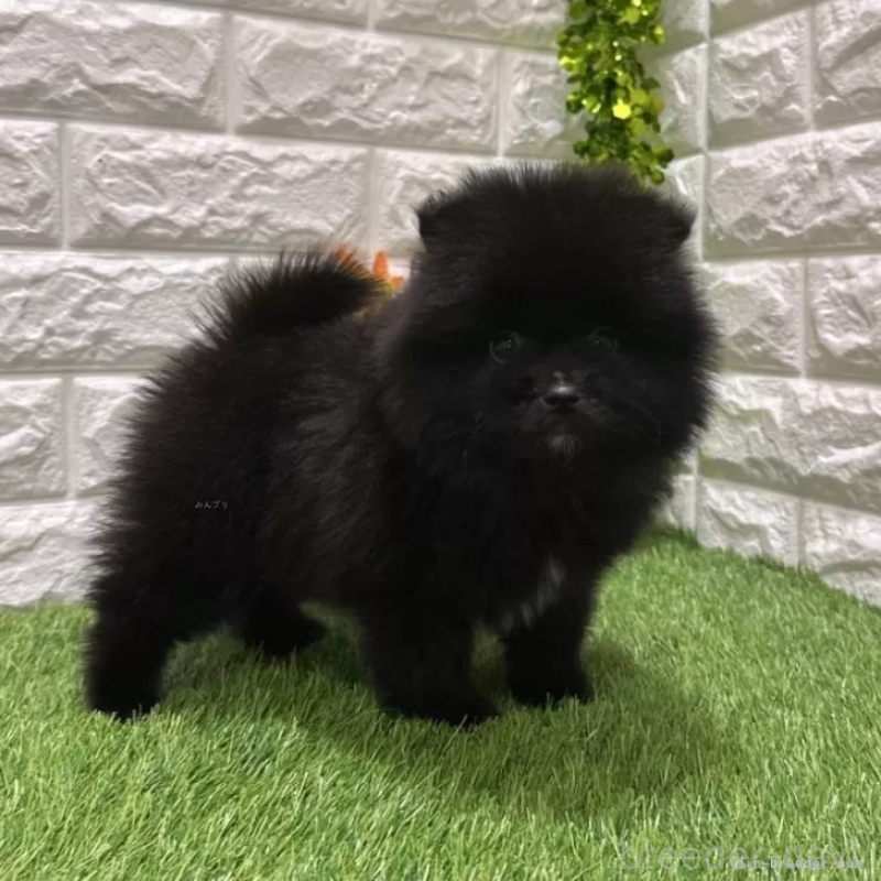 販売中の愛知県のポメラニアン-421798の4枚目